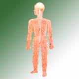 HUMAN NERVOUS SYSTEM